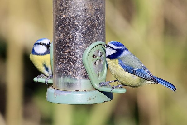 Bird Feeder Mounting Service in Redmond